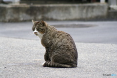 ぬこ