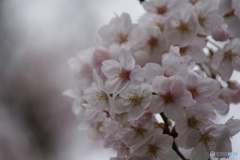 千葉公園にて