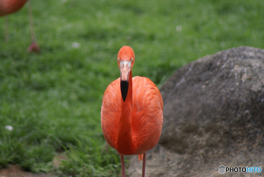 千葉市動物公園にて