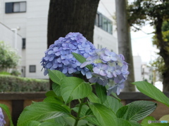 紫陽花の季節