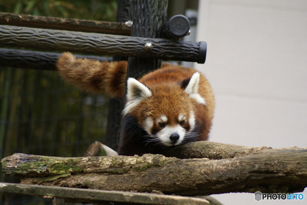 千葉市動物公園にて