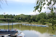 千葉公園にて。ワイドはこんな感じ。