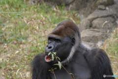 千葉市動物公園にて
