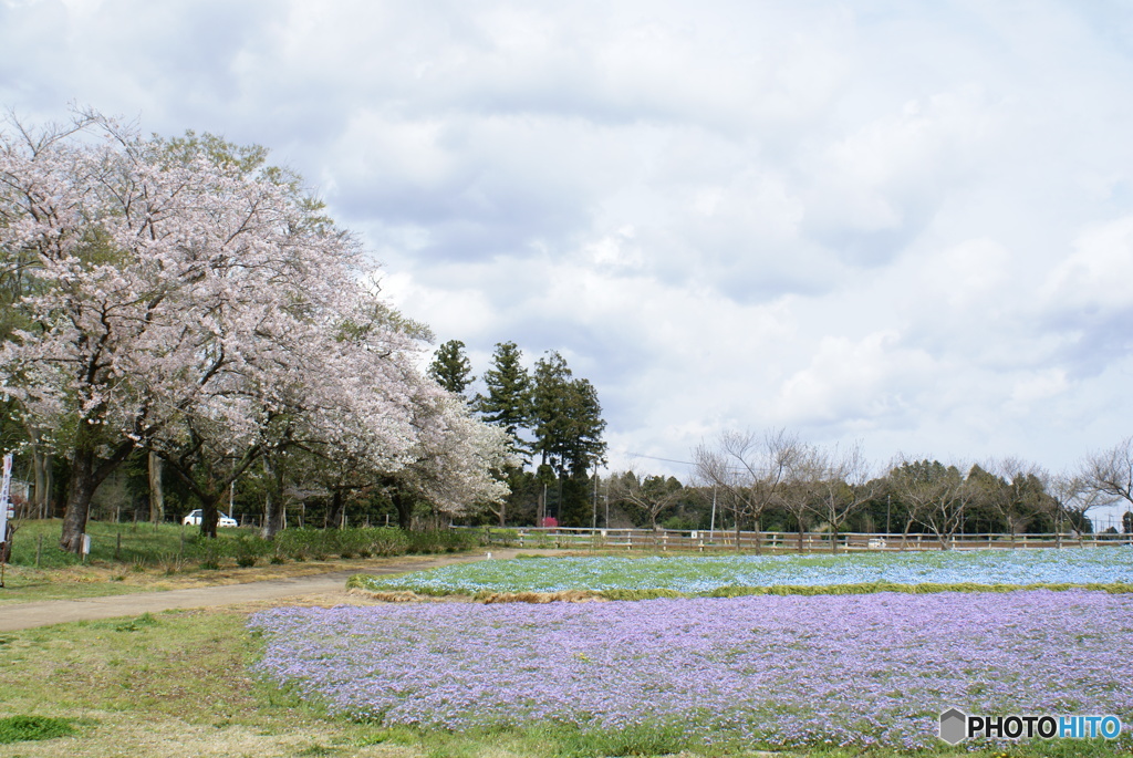 桜の共演