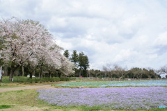 桜の共演
