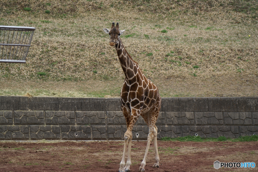千葉市動物公園にて