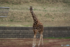 千葉市動物公園にて