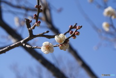 １月の梅