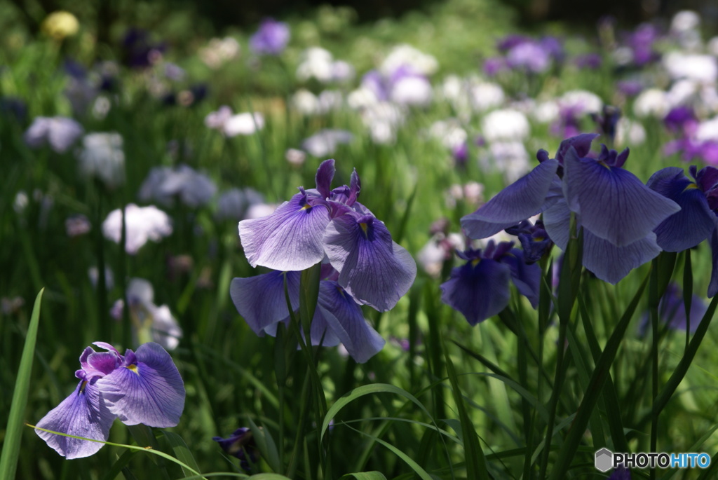 千葉公園の花菖蒲