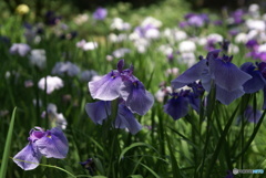 千葉公園の花菖蒲