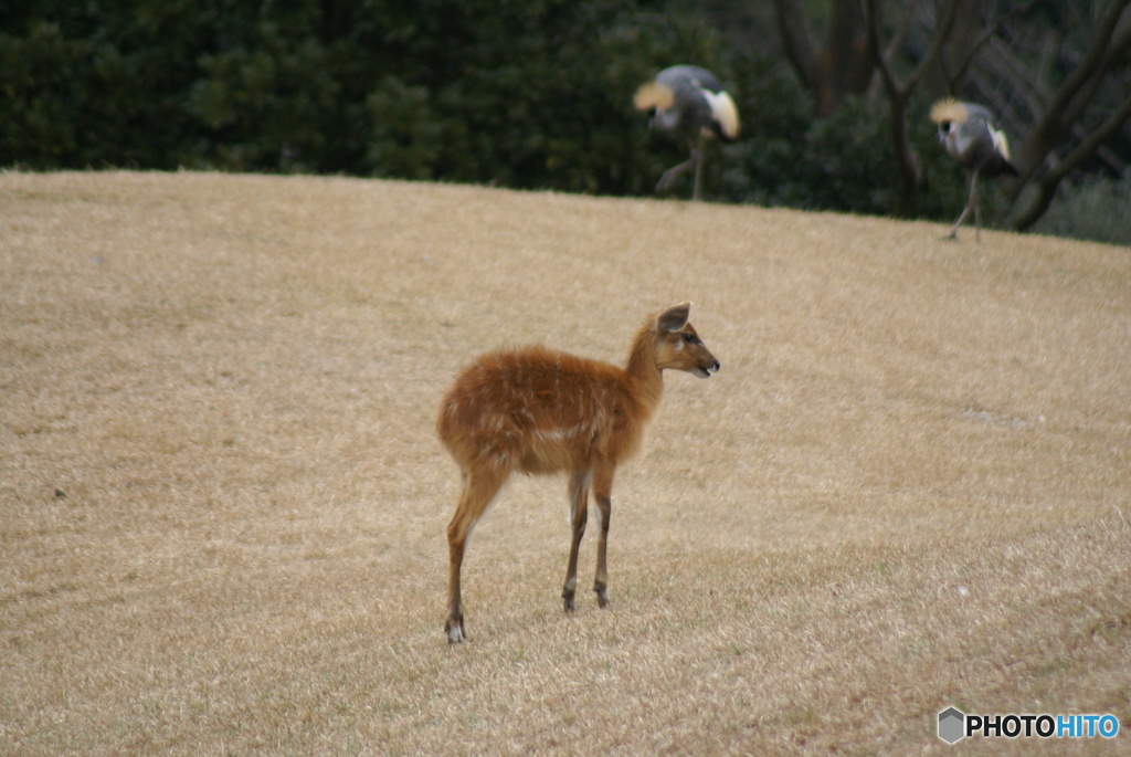 千葉市動物公園にて