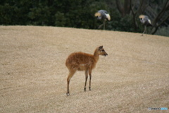 千葉市動物公園にて