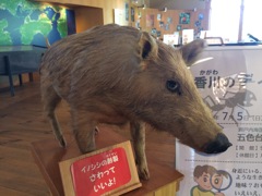 さわっていいの・・・？