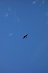 タカ目　タカ科　湘南