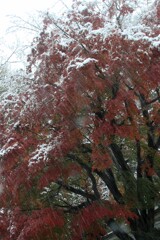 晩秋の雪化粧_3708T
