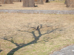 鳥の集う影