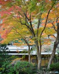 鎌倉の紅葉