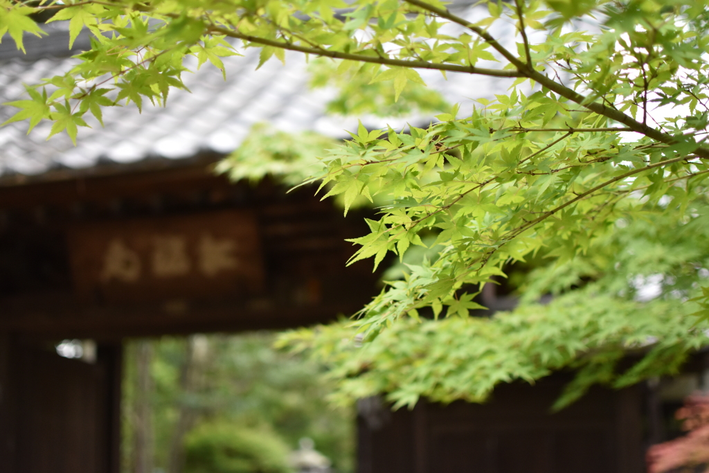 豪徳寺