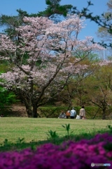 春の想い