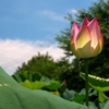 開花