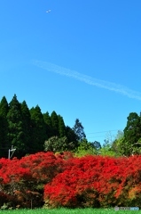 島田家の庭