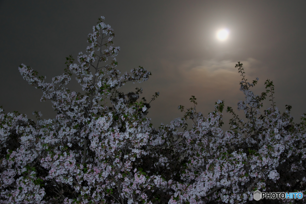 月夜桜