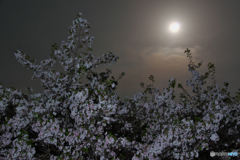 月夜桜