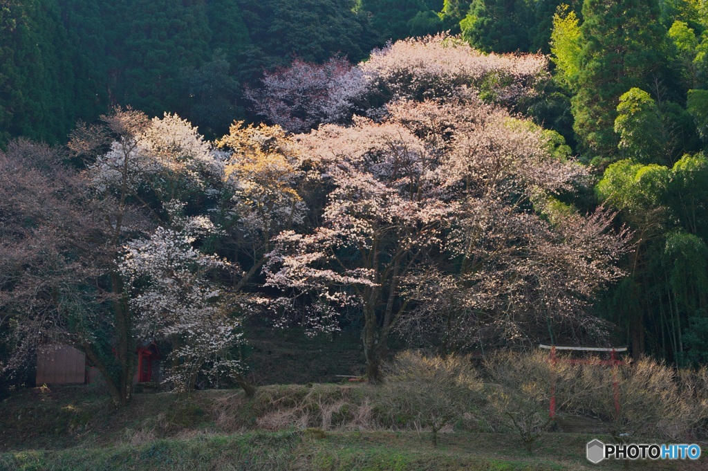 山陰の春