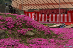 花祭り