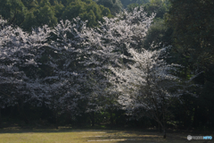 風に吹かれて