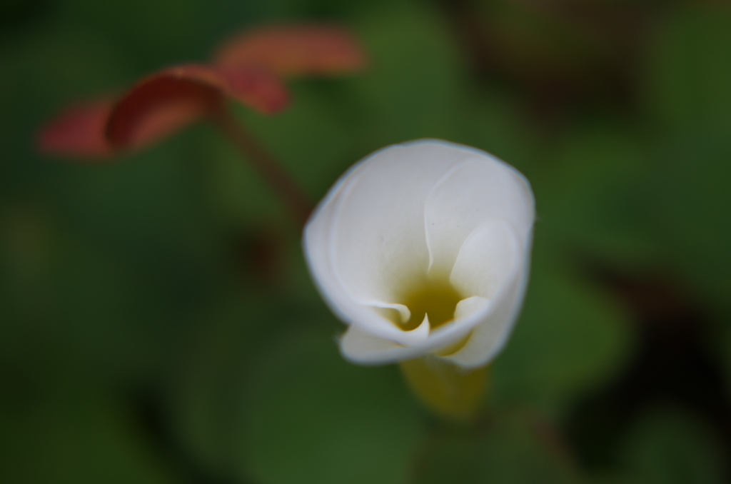 蔵出し花Ⅲ