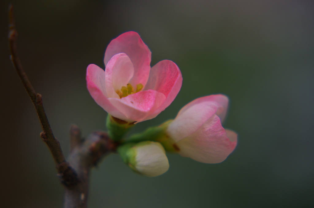 蔵出し花Ⅱ