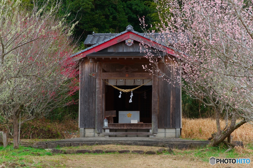 褪せる梅花紋