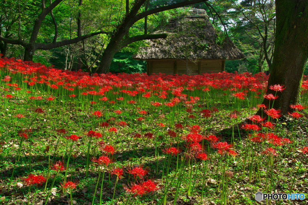 朝陽を求めて