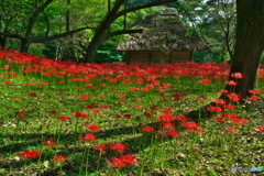 朝陽を求めて