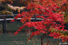 真っ赤な秋