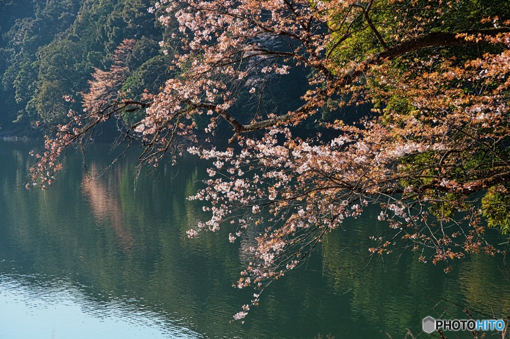 先陣桜