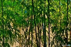 若竹垣根