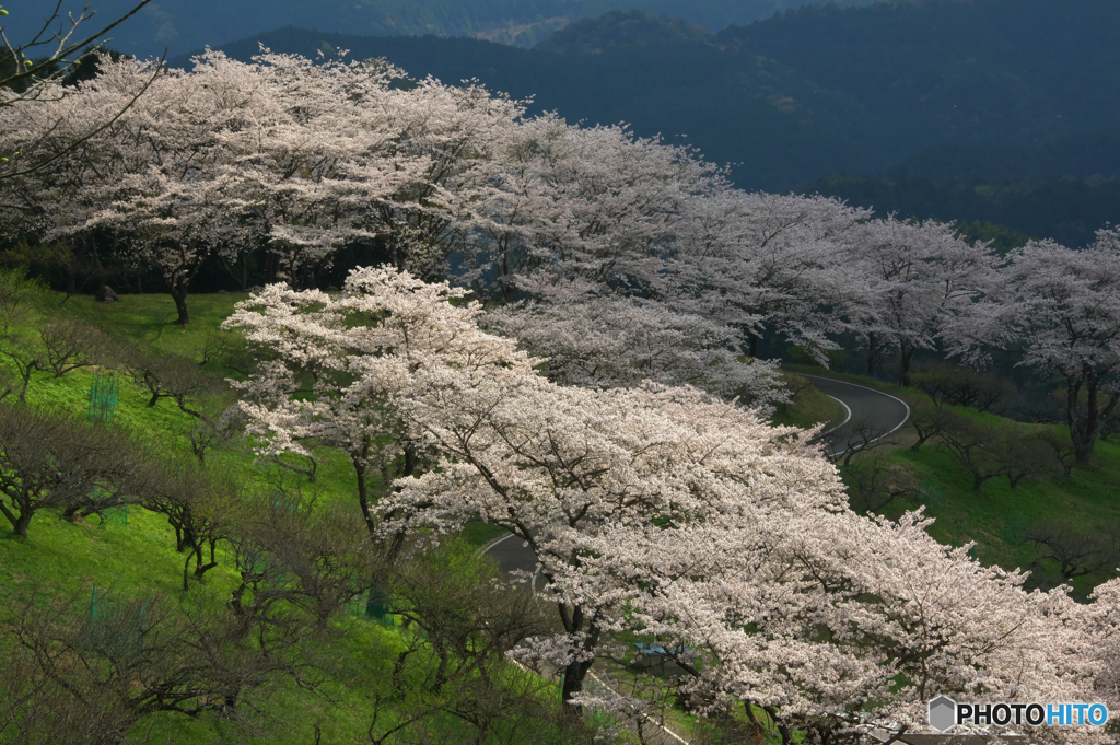 桜の園へ