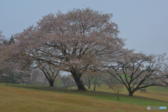 朝もやの園