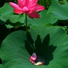 抱擁