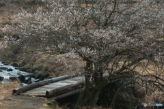 里山の春