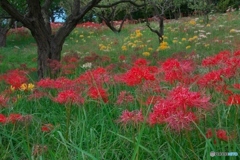 彼岸花三兄弟