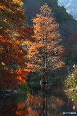 秋づく沼杉