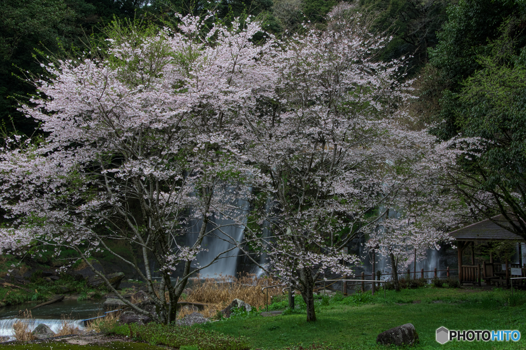 桐原の桜