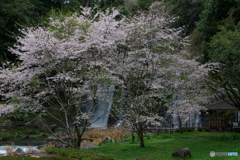 桐原の桜