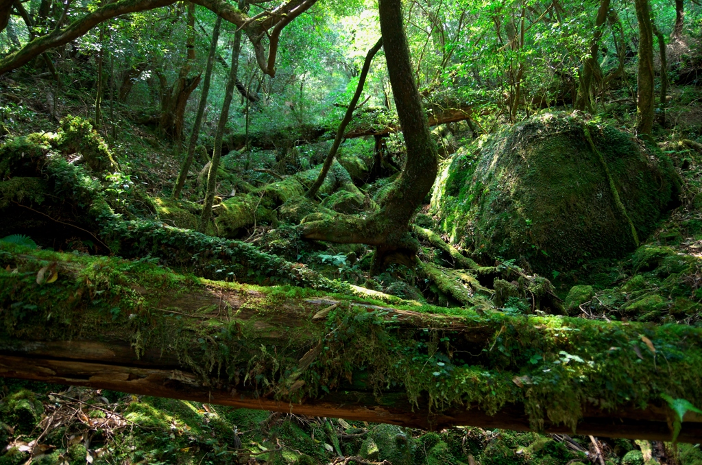 苔むす原生林