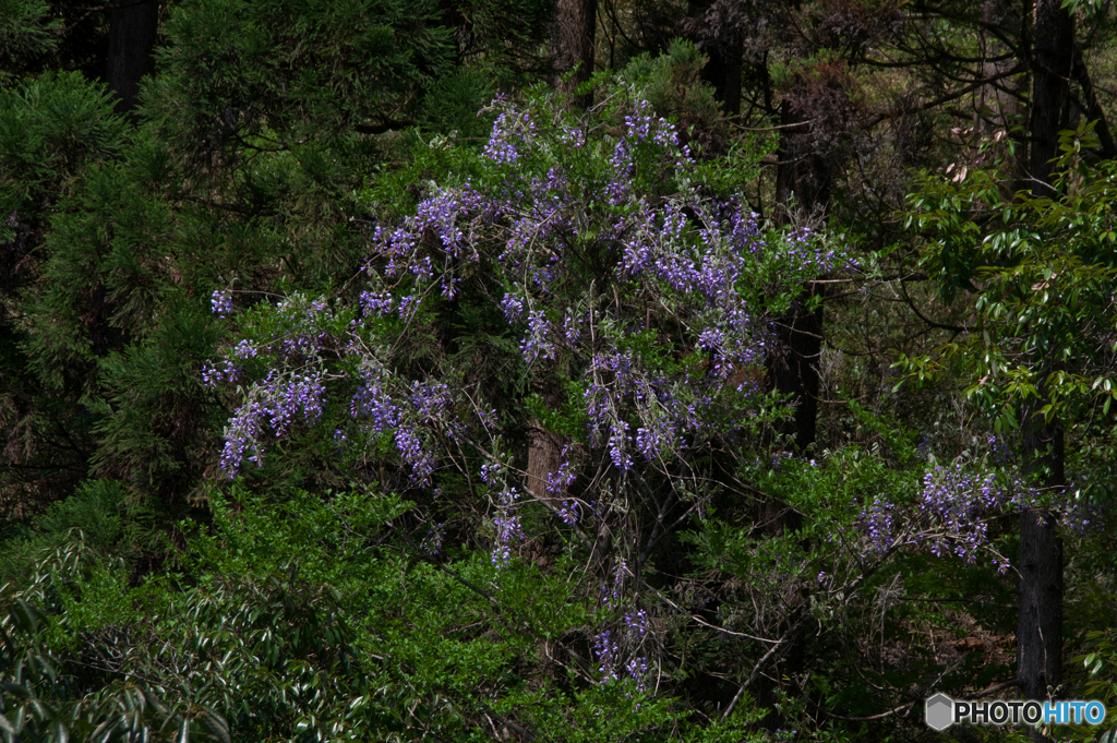 青紫の山しだれ