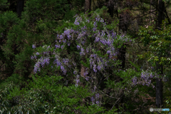 青紫の山しだれ
