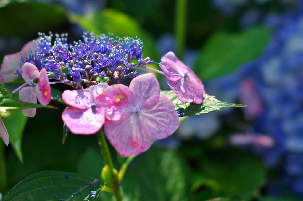 額紫陽花（赤）